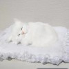 Stuffed Fluffy Toy Small White cat Plush